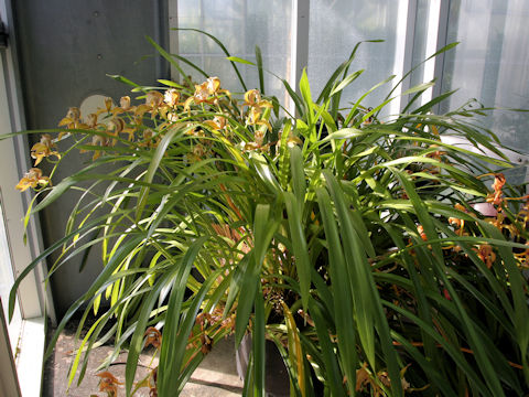 Cymbidium tracyanum