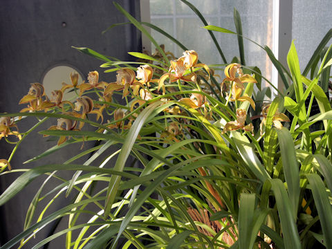 Cymbidium tracyanum