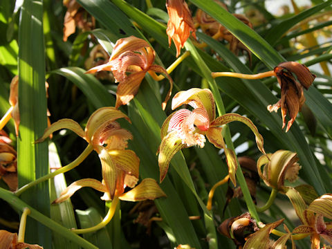 Cymbidium tracyanum