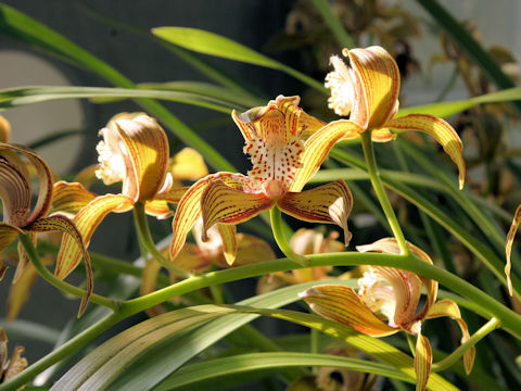 Cymbidium tracyanum