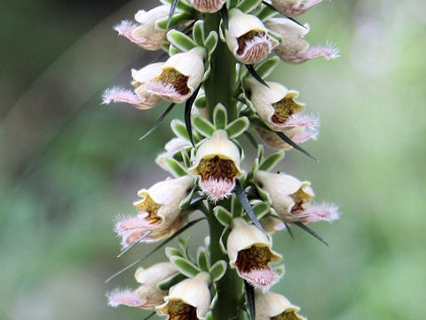 Digitalis trojana