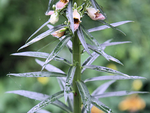 Digitalis trojana