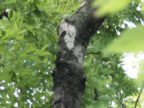 Celtis tenuifolia