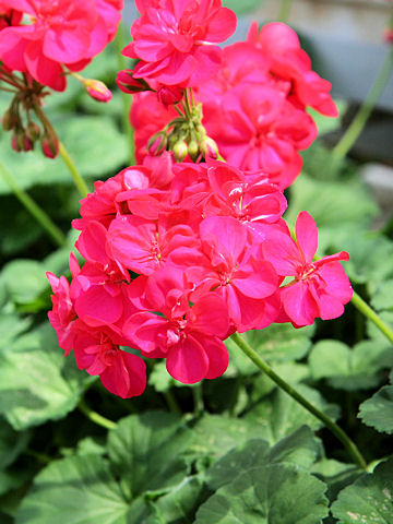 Pelargonium x hortorum