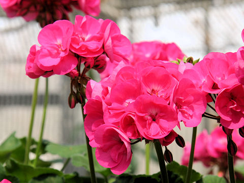 Pelargonium x hortorum