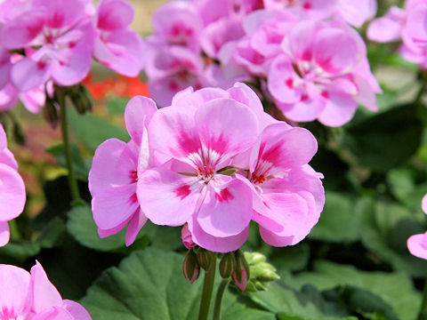 Pelargonium x hortorum