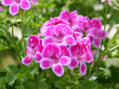 Pelargonium x hortorum