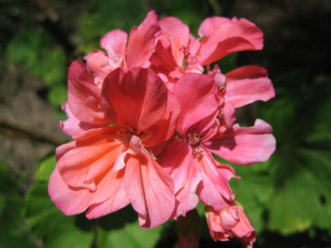 Pelargonium x hortorum