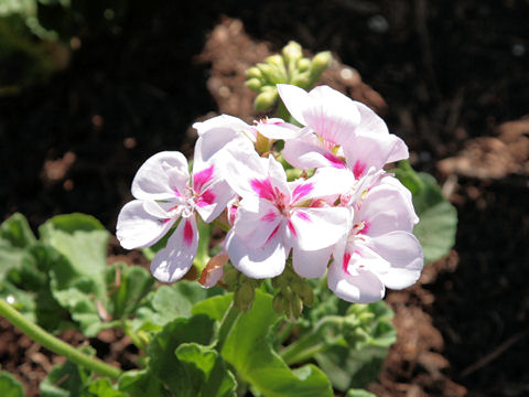 Pelargonium x hortorum