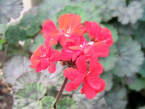 Pelargonium x hortorum