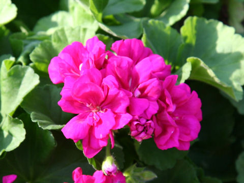 Pelargonium x hortorum