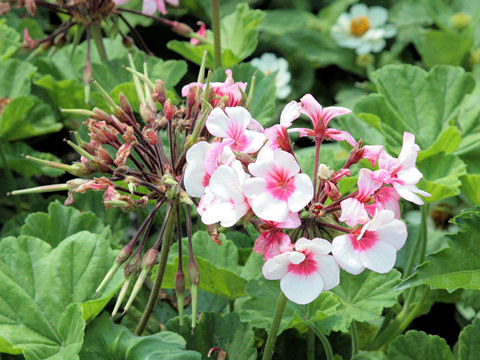 Pelargonium x hortorum