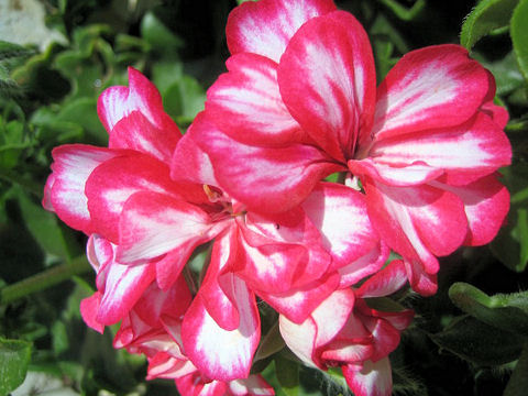 Pelargonium x hortorum