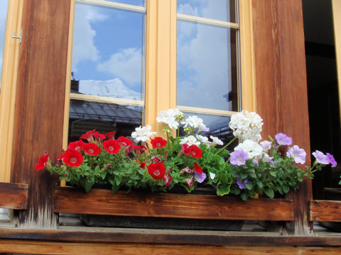 Pelargonium x hortorum