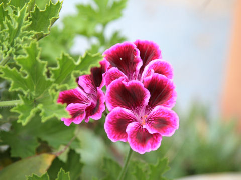 Pelargonium x hortorum