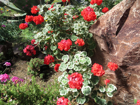 Pelargonium x hortorum