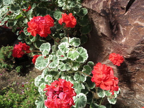 Pelargonium x hortorum