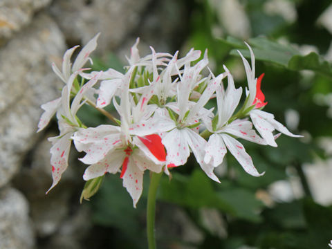 Pelargonium x hortorum