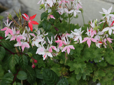 Pelargonium x hortorum