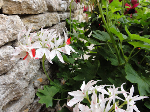 Pelargonium x hortorum