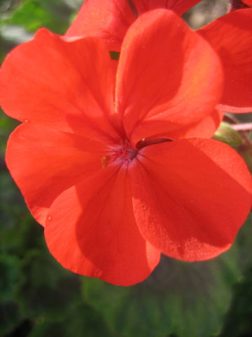 Pelargonium x hortorum