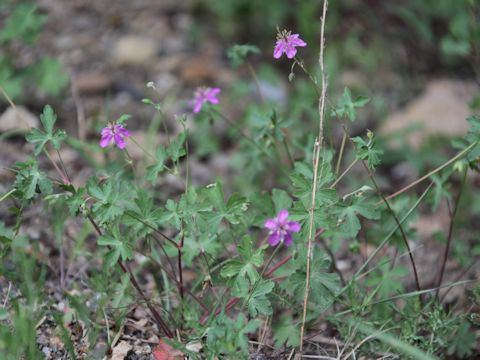 Geranium caespitosum