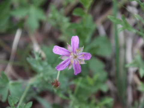 Geranium caespitosum