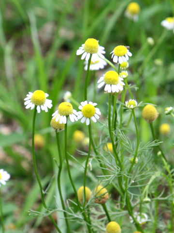 Matricaria chamomilla