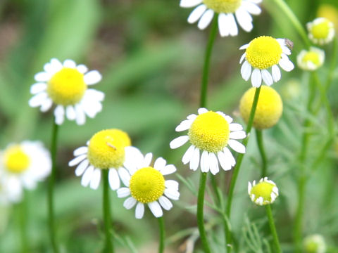 Matricaria chamomilla