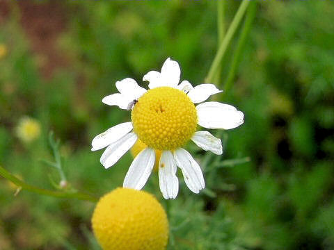 Matricaria chamomilla