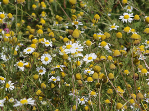 Matricaria chamomilla