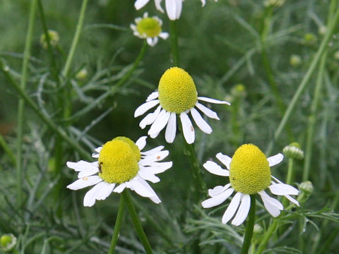 Matricaria chamomilla