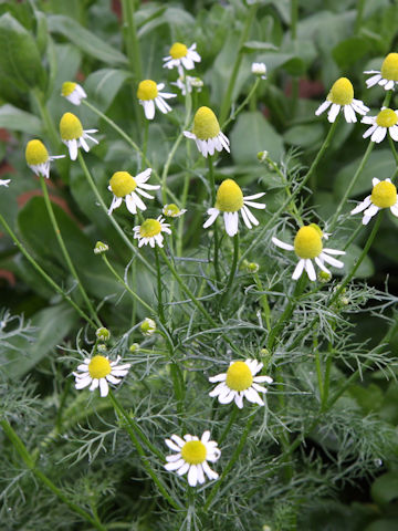 Matricaria chamomilla