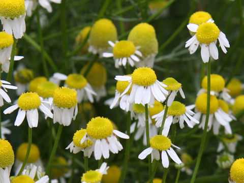 Matricaria chamomilla