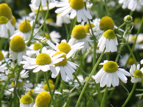 Matricaria chamomilla