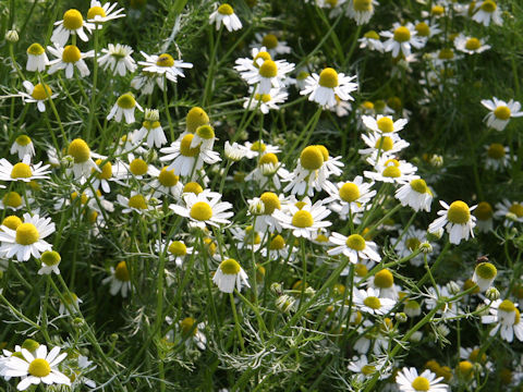 Matricaria chamomilla