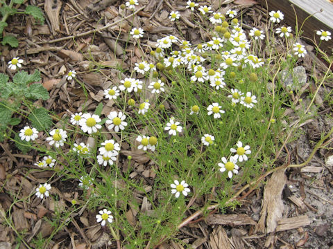 Matricaria chamomilla