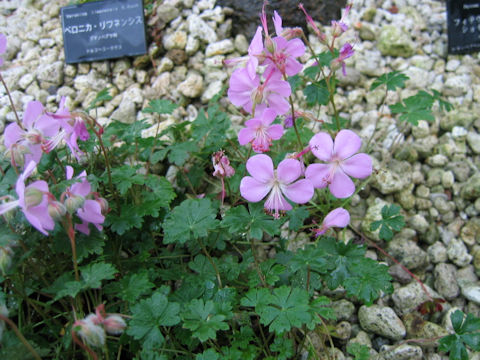 Geranium dalmaticum