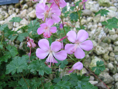 Geranium dalmaticum