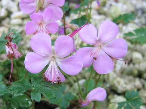 Geranium dalmaticum