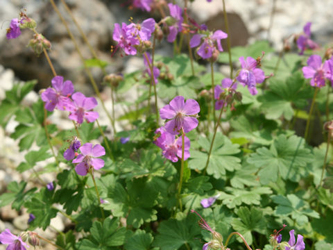 Geranium dalmaticum