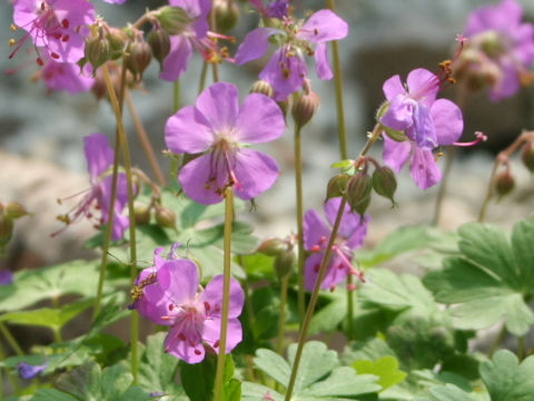 Geranium dalmaticum