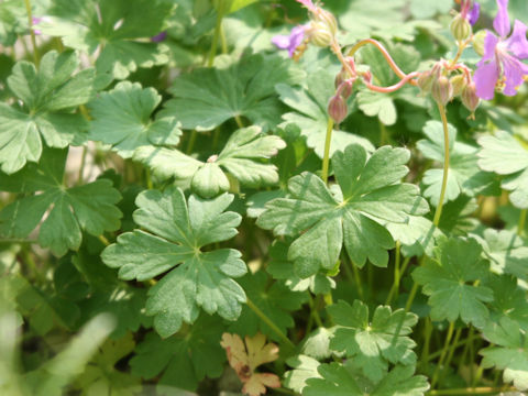 Geranium dalmaticum