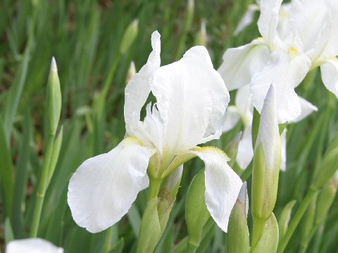 Iris cv.