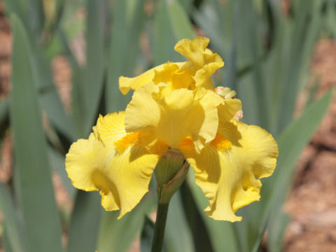 Iris cv.