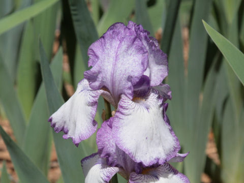 Iris cv.