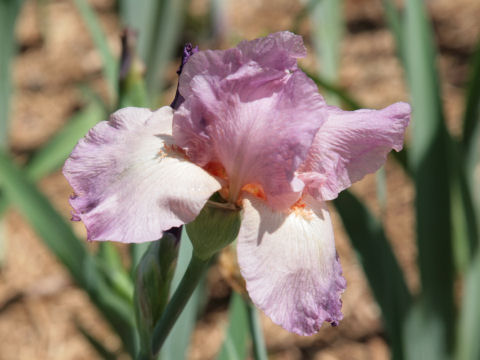 Iris cv.