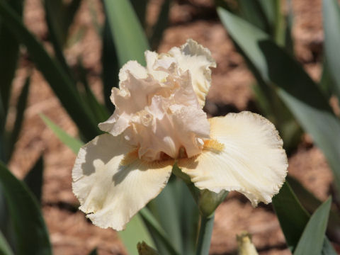 Iris cv.