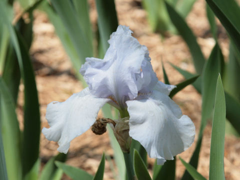 Iris cv.