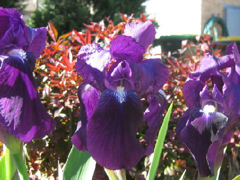 Iris cv.